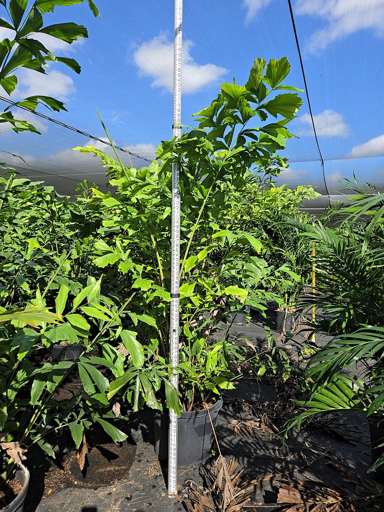 caryota-mitis-fishtail-palm