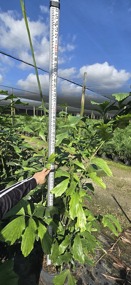 caryota-mitis-fishtail-palm