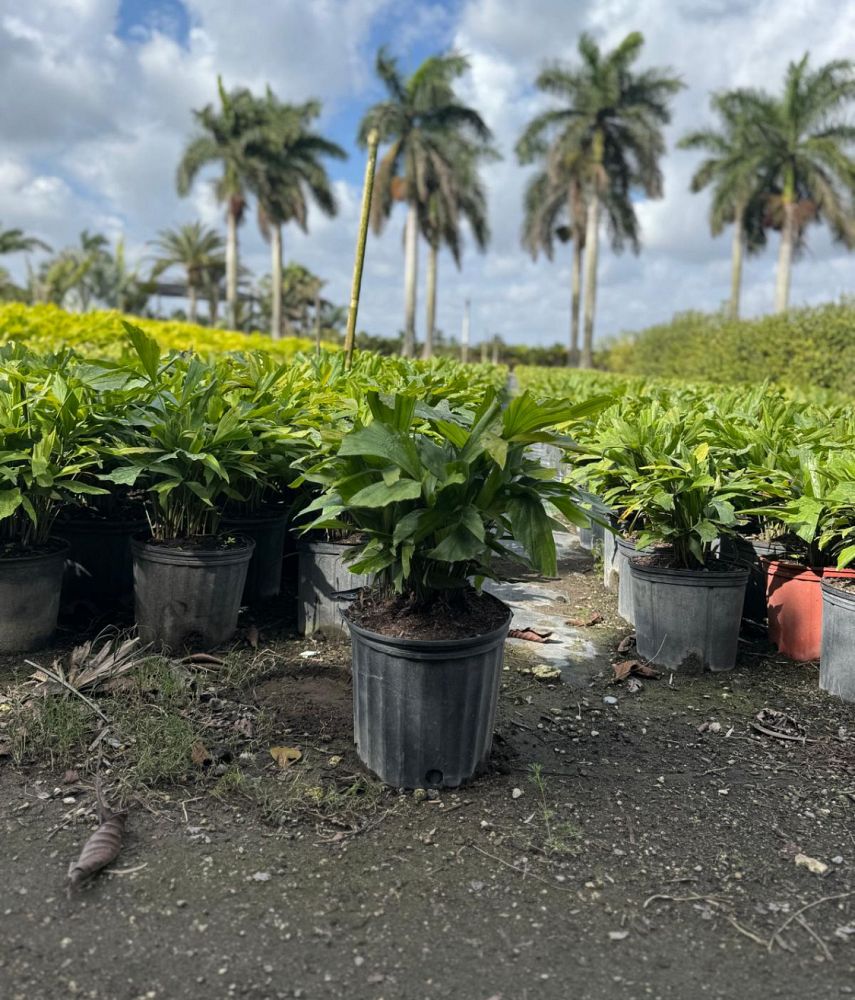 caryota-mitis-fishtail-palm