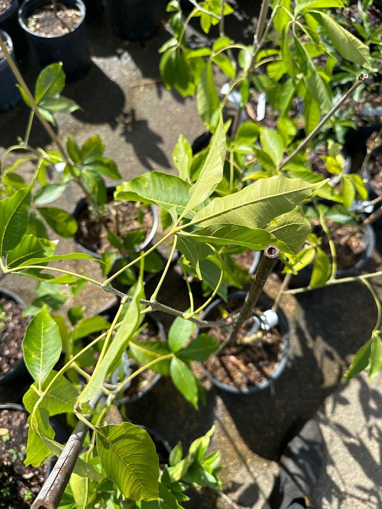 casimiroa-edulis-white-sapote