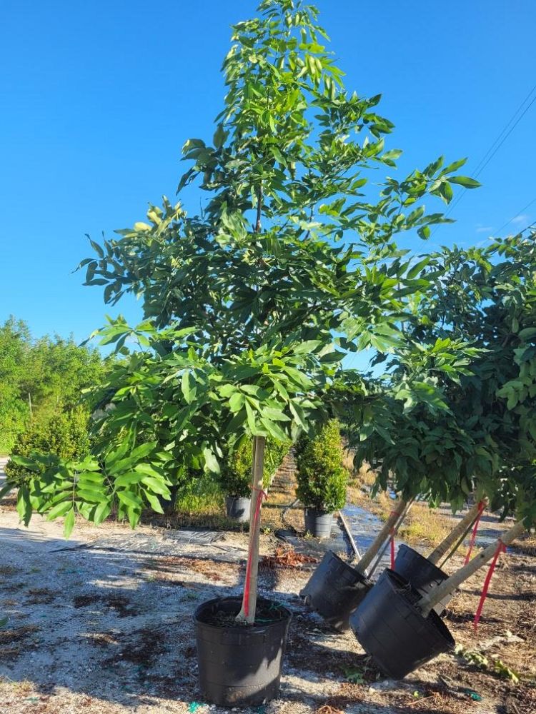 cassia-fistula-golden-shower-tree