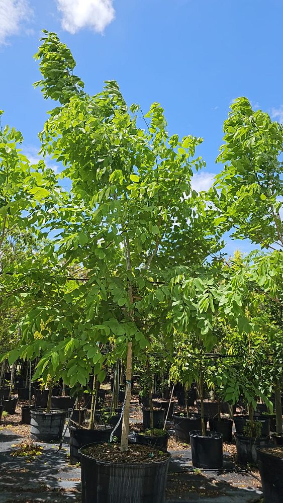 cassia-fistula-golden-shower-tree