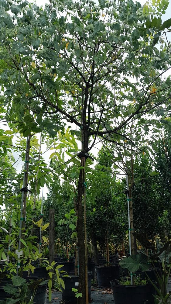 cassia-javanica-pink-and-white-shower-apple-blossom-shower