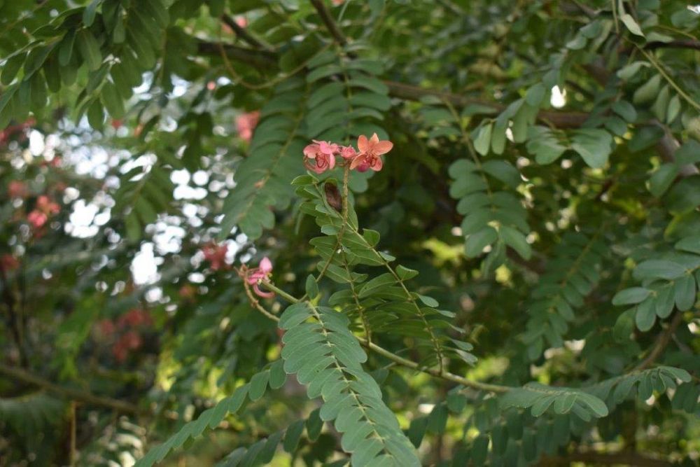 cassia-roxburghii-cassia-marginata