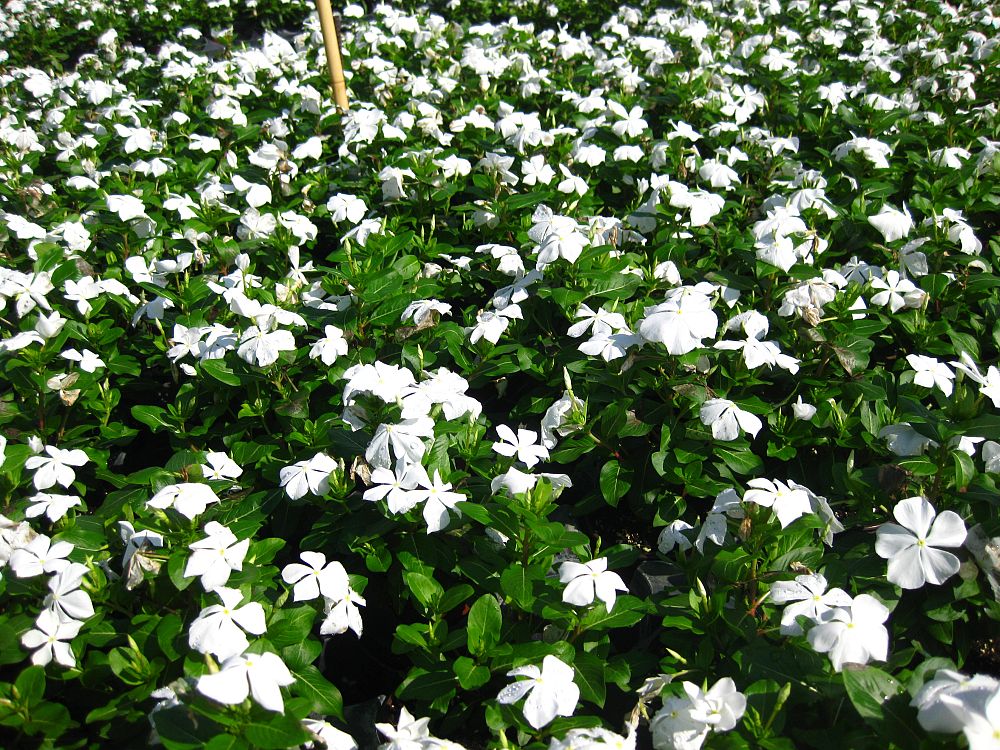 catharanthus-roseus-valiant-pure-white-cayenne-jasmine-madagascar-periwinkle-old-maid-vinca-rose-periwinkle