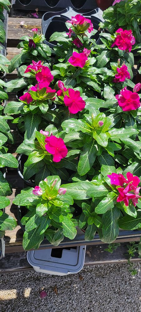 catharanthus-roseus-vinca-madagascar-periwinkle