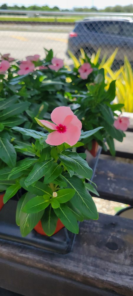 catharanthus-roseus-vinca-madagascar-periwinkle