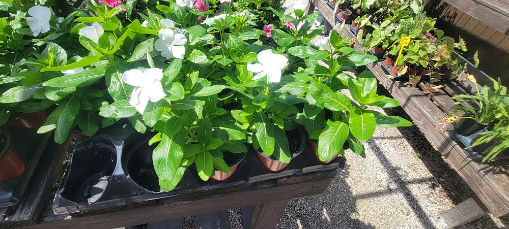 catharanthus-roseus-vinca-madagascar-periwinkle