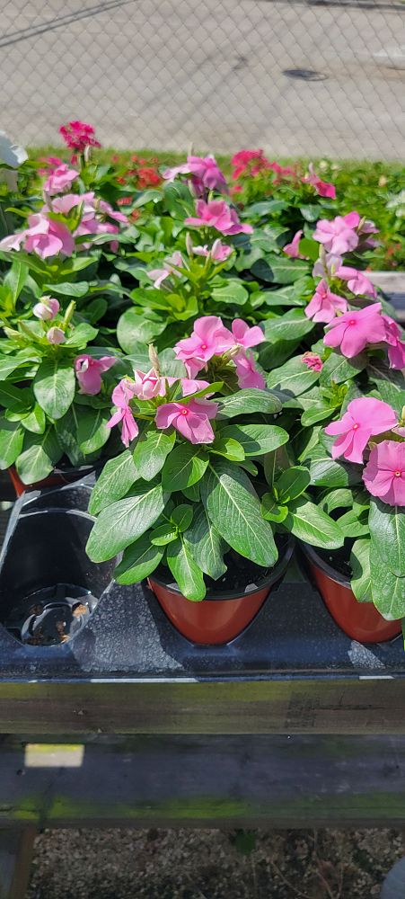 catharanthus-roseus-vinca-madagascar-periwinkle