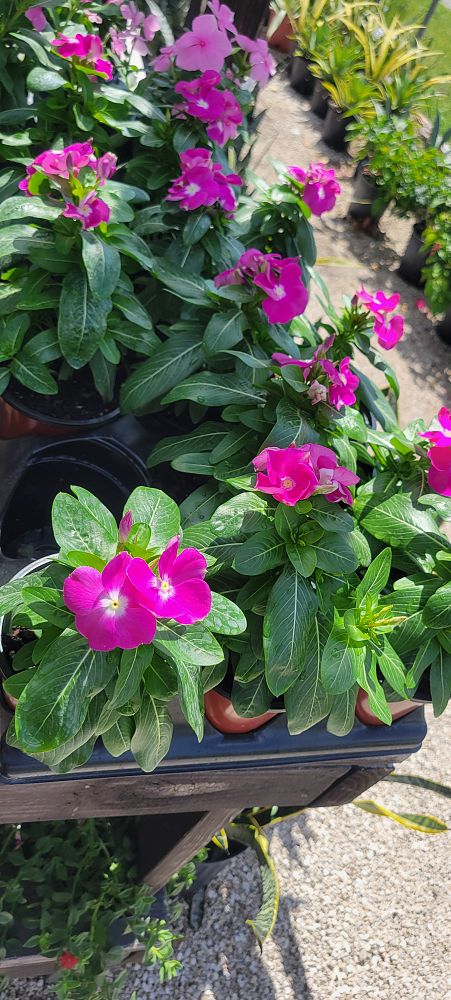 catharanthus-roseus-vinca-madagascar-periwinkle