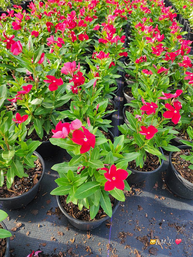 catharanthus-roseus-vinca-madagascar-periwinkle