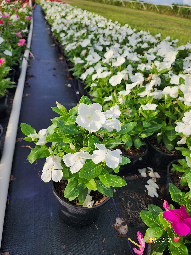 catharanthus-roseus-vinca-madagascar-periwinkle