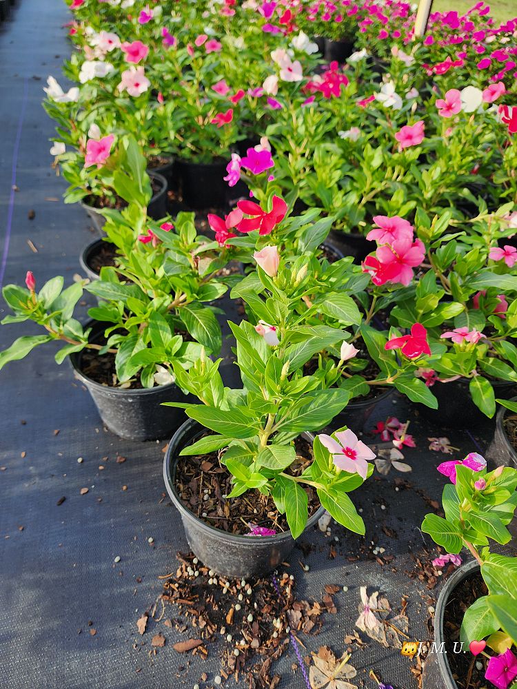 catharanthus-roseus-vinca-madagascar-periwinkle