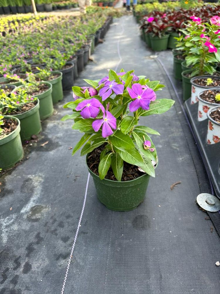 catharanthus-roseus-vinca-madagascar-periwinkle