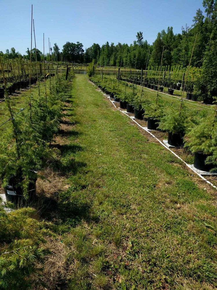 Locate & Find Wholesale Plants