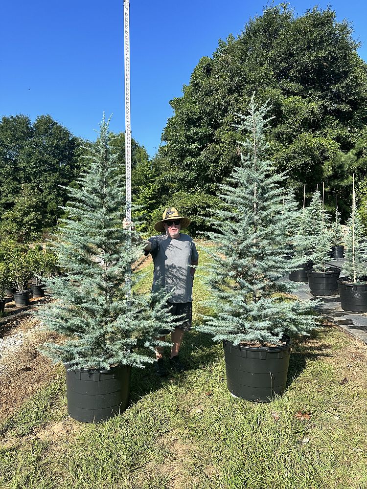 cedrus-deodara-patti-faye-deodar-cedar-himalayan-cedar