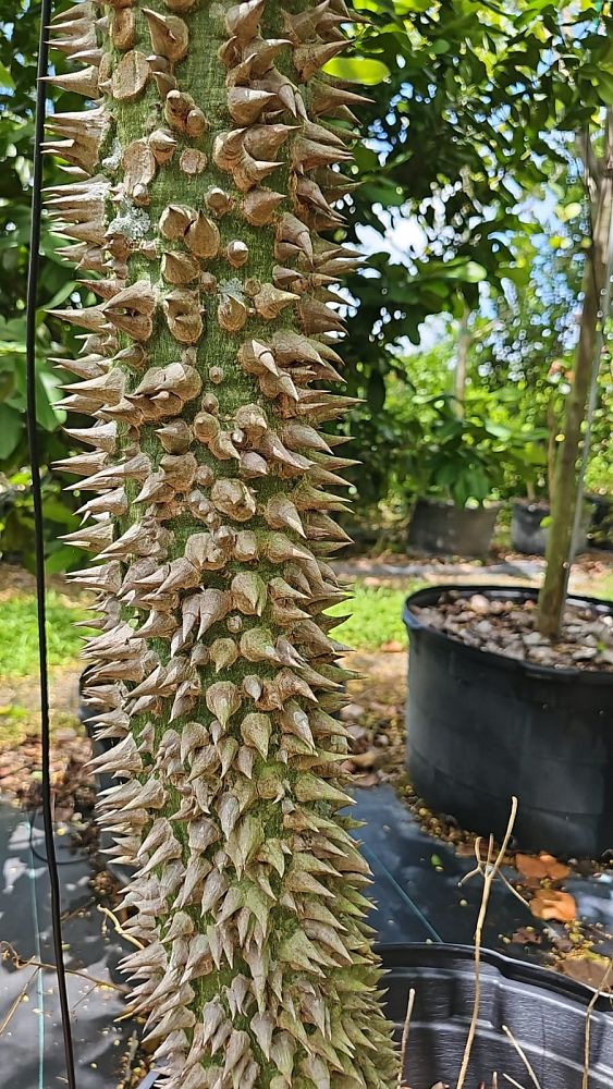 ceiba-acuminata-silk-cotton-tree-kapok-tree