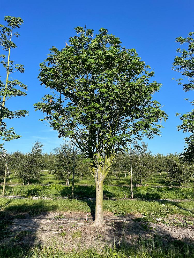 ceiba-pentandra-kapok-tree