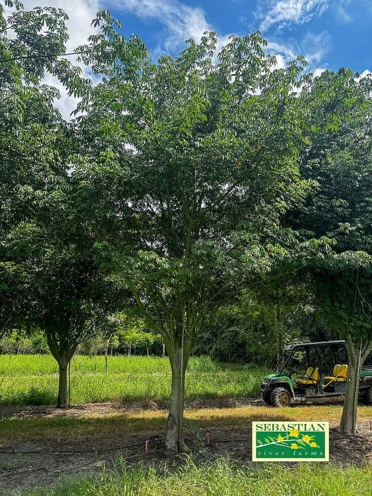 ceiba-pentandra-kapok-tree