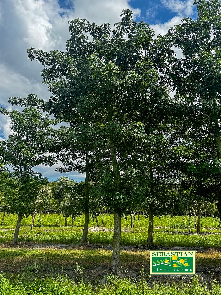 ceiba-pentandra-kapok-tree