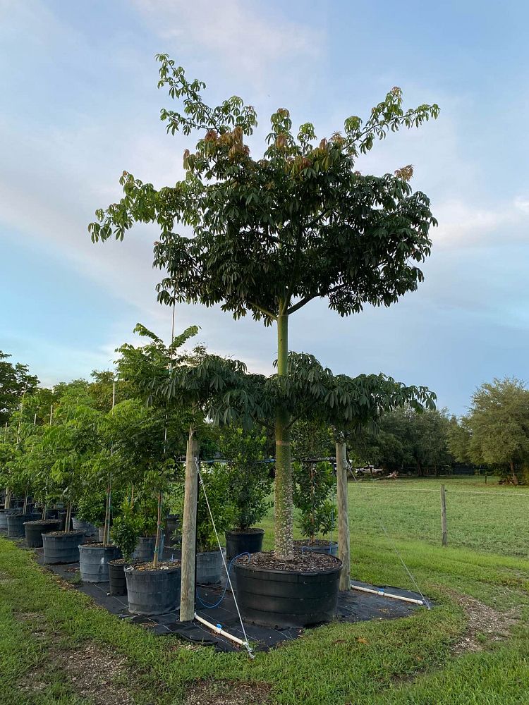 ceiba-pentandra-kapok-tree