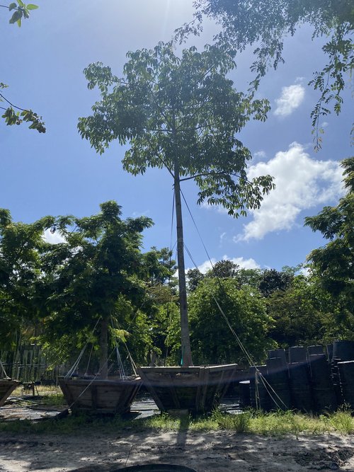 ceiba-pentandra-kapok-tree