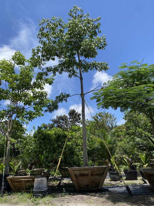 ceiba-pentandra-kapok-tree