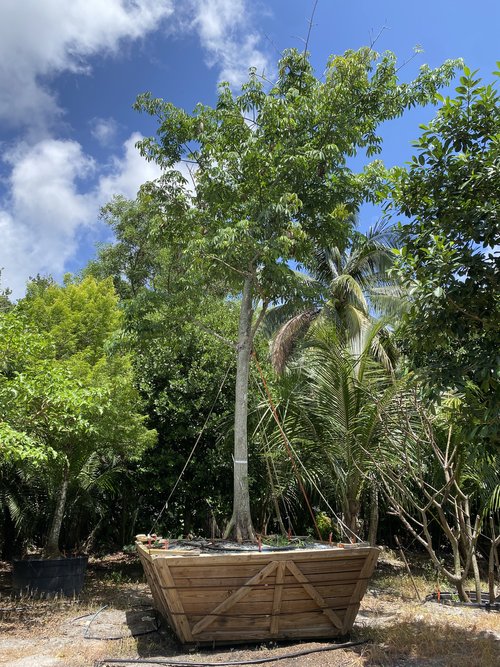 ceiba-pentandra-kapok-tree