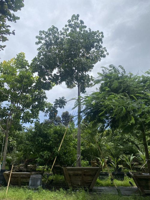 ceiba-pentandra-kapok-tree