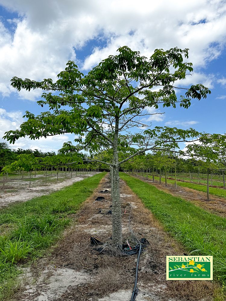 ceiba-speciosa-floss-silk-tree