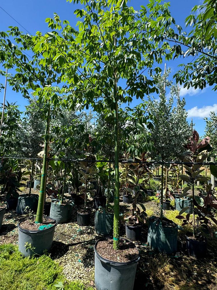 ceiba-speciosa-floss-silk-tree