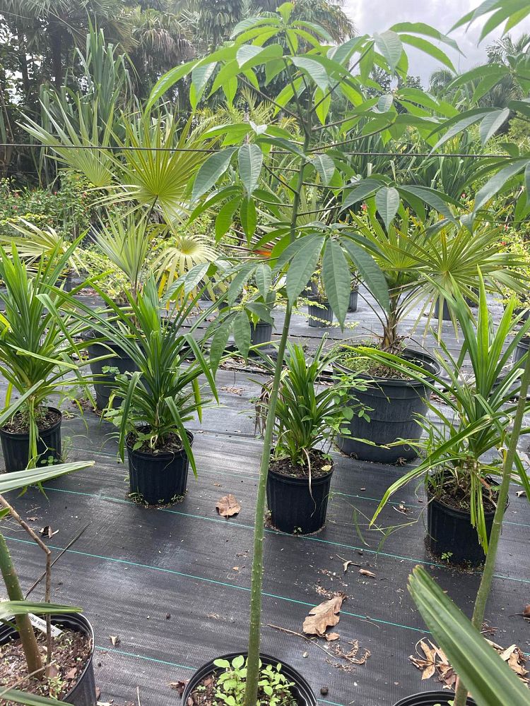 ceiba-speciosa-floss-silk-tree