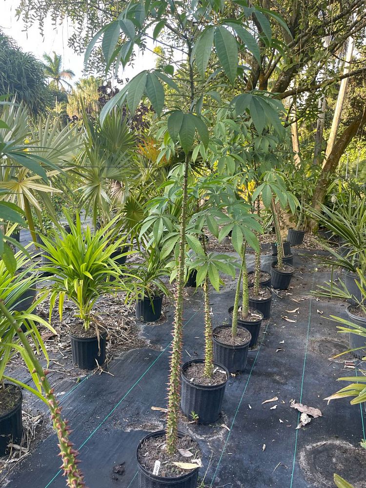 ceiba-speciosa-floss-silk-tree