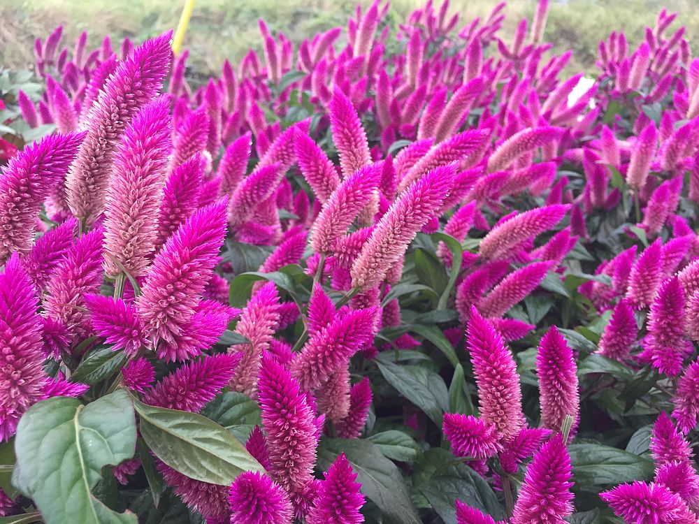 celosia-argentea-intenz-dark-purple-plumed-cockscomb-silver-cock-s-comb-feathered-amaranth