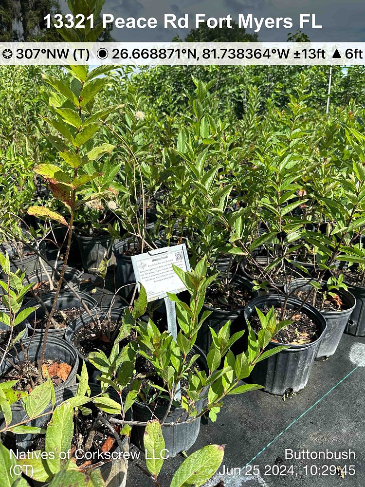 cephalanthus-occidentalis-buttonbush