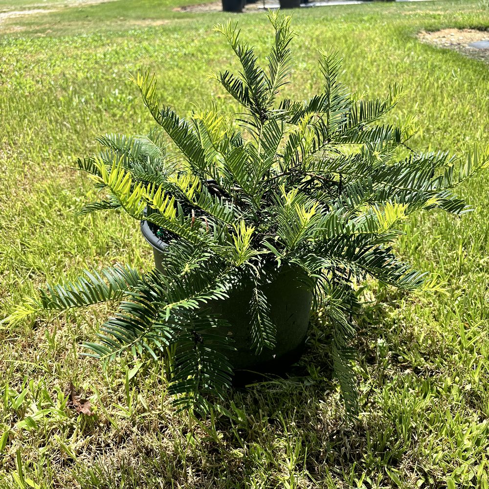 cephalotaxus-fortunei-chinese-plum-yew