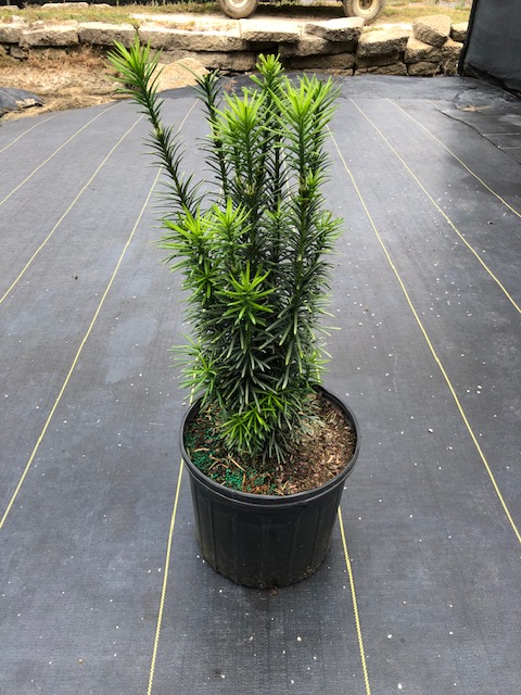 cephalotaxus-harringtonia-fastigiata-japanese-plum-yew-upright