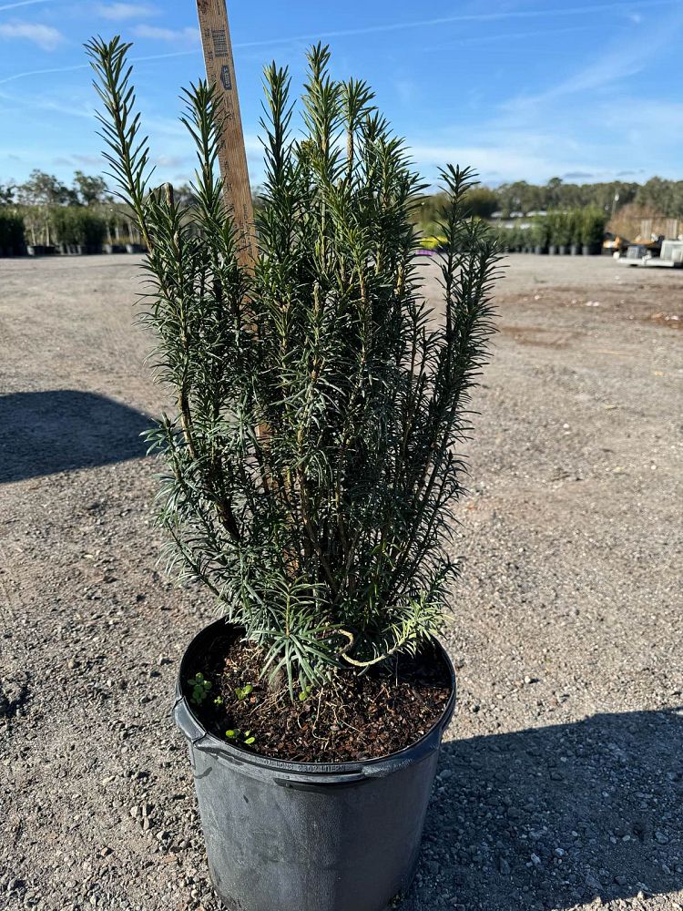 cephalotaxus-harringtonia-fastigiata-japanese-plum-yew-upright