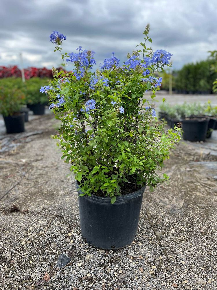 ceratostigma-plumbaginoides-plumbago-leadwort