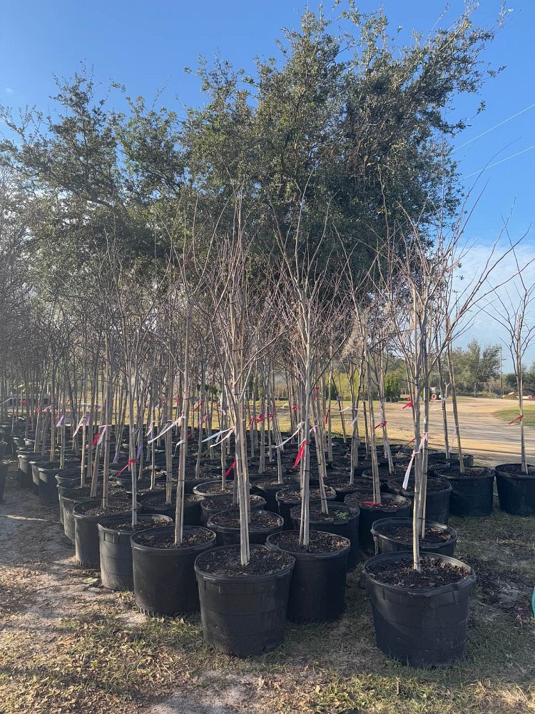 cercis-canadensis-eastern-redbud