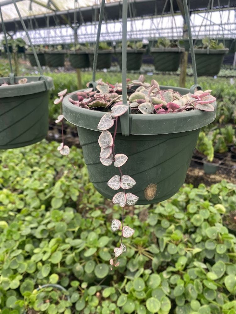 ceropegia-woodii-variegata-string-of-hearts