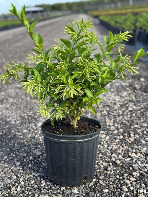 cestrum-nocturnum-night-blooming-jasmine