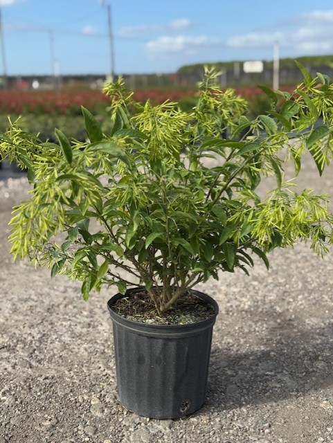 cestrum-nocturnum-night-blooming-jasmine