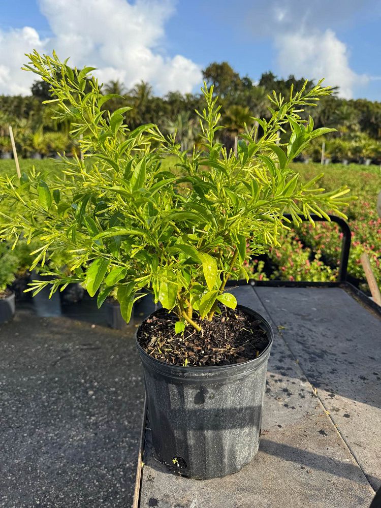 cestrum-nocturnum-night-blooming-jasmine