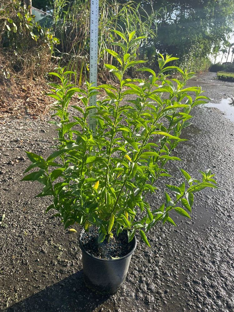 cestrum-nocturnum-night-blooming-jasmine