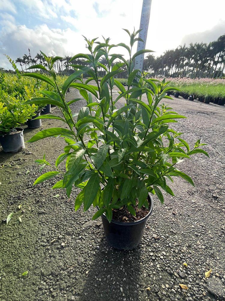 cestrum-nocturnum-night-blooming-jasmine