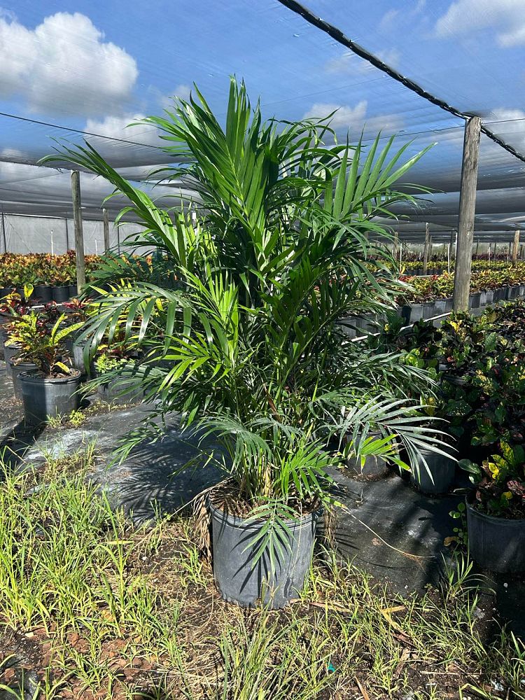 chamaedorea-cataractarum-cat-palm