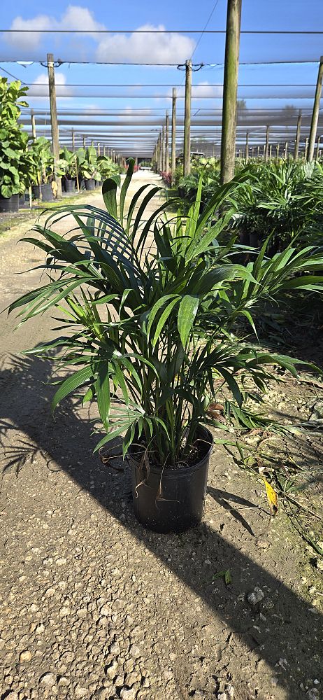 chamaedorea-cataractarum-cat-palm