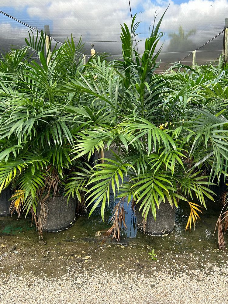 chamaedorea-cataractarum-cat-palm