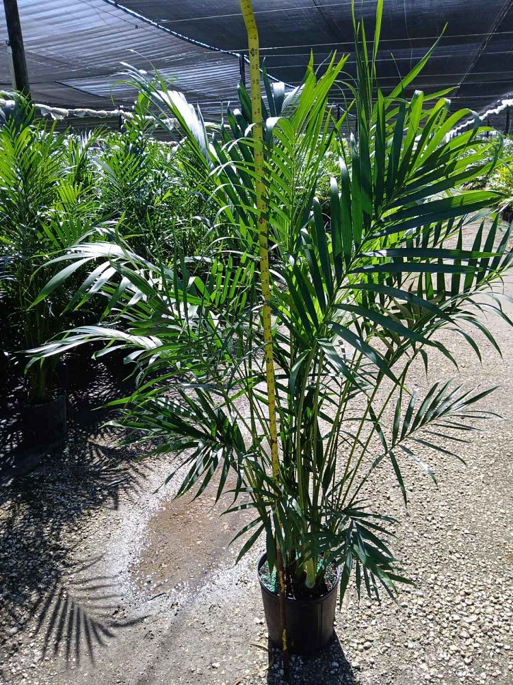 chamaedorea-cataractarum-cat-palm